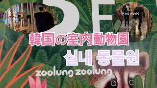 室内動物園in韓国【韓国在住夫婦】【실내 동물원】【zoolung zoolun】#한일부부 #새해복많이받으세요
