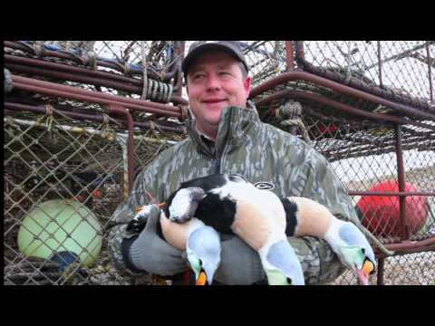 To Kill A King Eider on Island X with Benelli shotguns