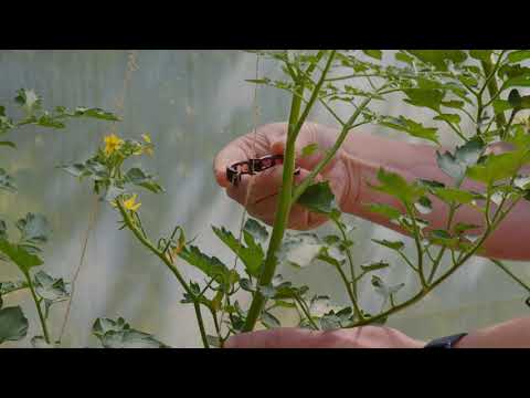 Uppbindning: Tomatclips