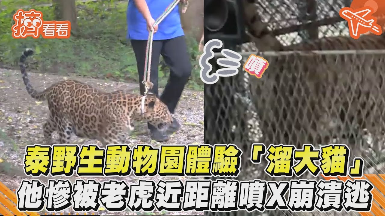 影音／泰野生動物園體驗「溜大貓」　他慘被老虎近距離噴X崩潰逃