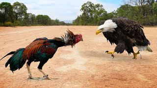 ESTA ÁGUIA NÃO SABIA QUE O GALO ERA DE BRIGA E PAGOU CARO POR ISSO!