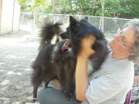 Kira - FOSTER NEEDED!, an adopted Australian Shepherd & Kai Dog Mix in Suttons Bay, MI_image-1