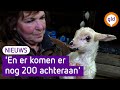 Schattig ? De eerste lammetjes zijn geboren | Omroep Gelderland