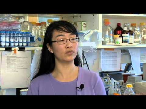 Likely Link Found Between Zika and Microcephaly