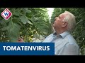 Kweker Leo werd voor miljoenen getroffen door tomatenvirus - OMROEP WEST