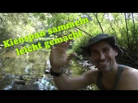 Kienspan sammeln leicht gemacht