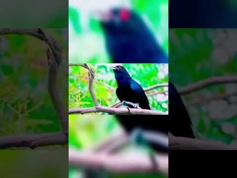Kokila sound is very beautiful #bird #shortvideo #youtubeshorts #ytshorts