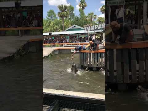 Does the giant alligator bite his arm off? This is Gatorland in Orlando Florida.