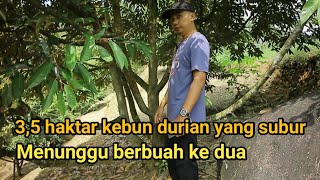 Download lagu 3,5 HEKTAR KEBUN DURIAN YANG SUBUR DI ATAS BUKIT, MENUNGGU BERBUAH KE DUA mp3
