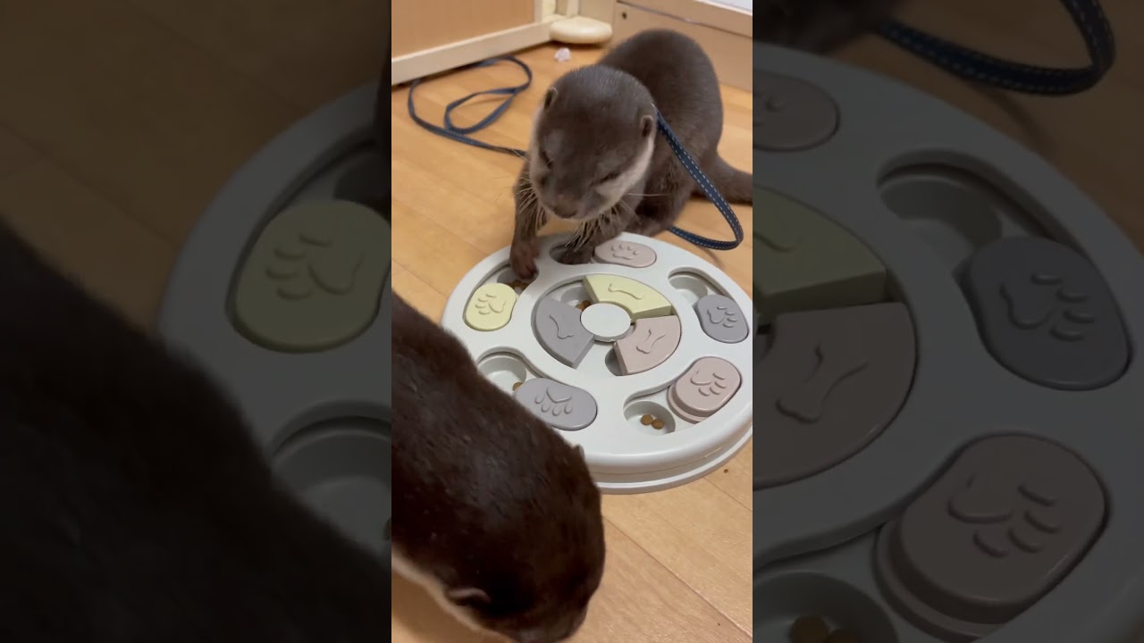 探し物はおやつです