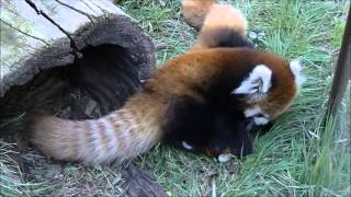preview picture of video '戦う赤ちゃんレッサーパンダ　Fighting baby red pandas.'