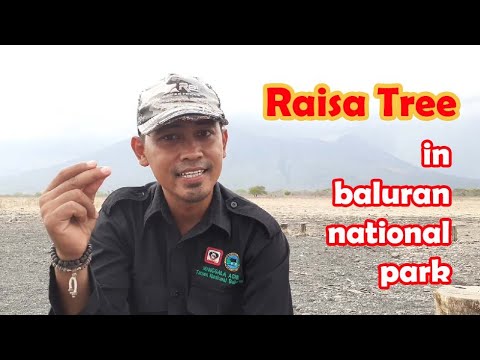 Raisa Tree In Baluran National Park