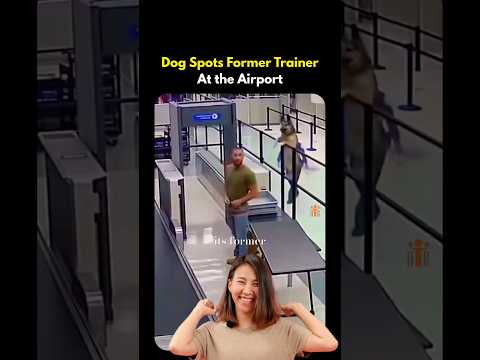 Service Dog Recognizes Its Former Trainer #servicedog #dog #dogreunion #heartwarming #doglove
