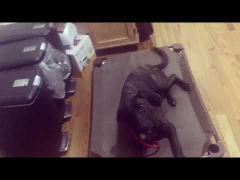 Adding Distractions to the Place cue