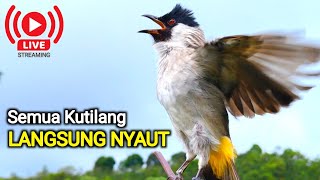 Download lagu Suara Burung Kutilang Gacor mp3