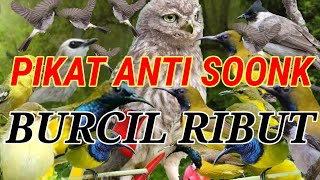 Download lagu mp3 suara pikat burcil paling ampuh || andalan pikat burung kecil Anti zoonk mp3
