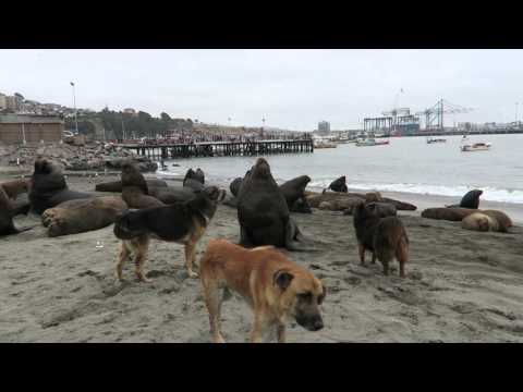 port of san antonio, chile - stray dogs & sea lions share a beach