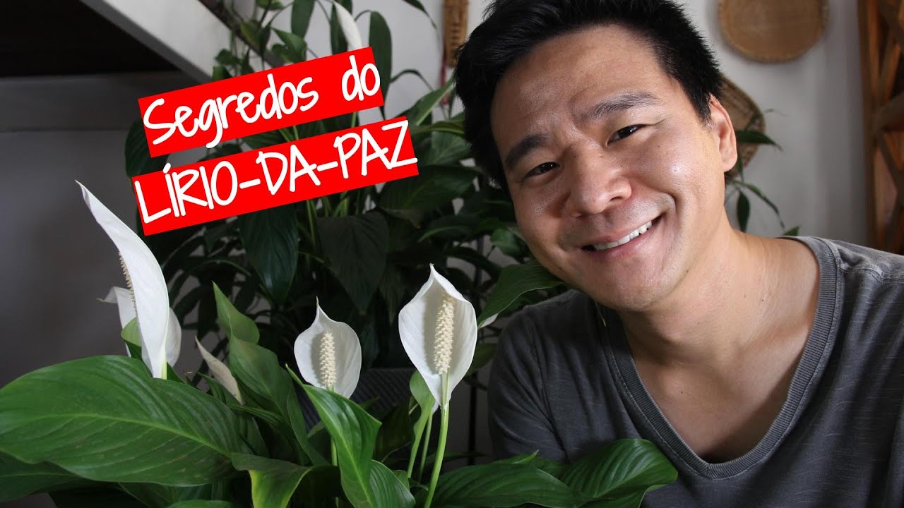 Lírio-da-paz sem mistérios!