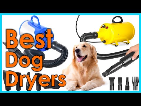 Best Dog Dryers in 2021 [Top 5 Picks]