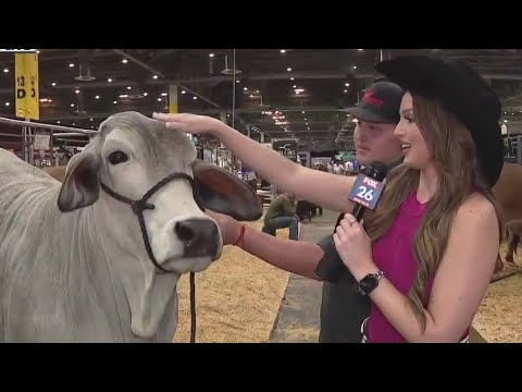 Houston Rodeo 2023: Checking out the livestock being judged