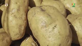 Les habitudes agricoles évoluent autour de Bobo-Dioulasso avec des innovations dans les champs
