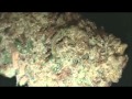 Frosty Nuggets