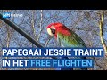 Papegaai Jessie is de vliegende koningin van de buurt