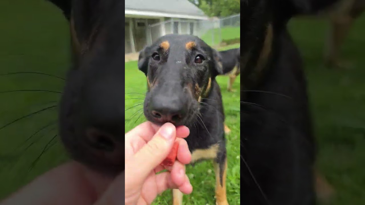Enlarge Tamara, a Adoptable German Shepherd Dog in Middlebury, VT video 4/4