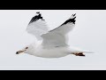 Harrisburg Ring Billed Gulls