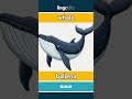 whale - ballena video thumbnail