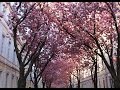 20160420 Heute Scugnizzo Bonn Und Kirschblüte