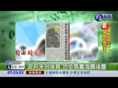 貪吃濫捕 澎湖驚見紫海膽墳場