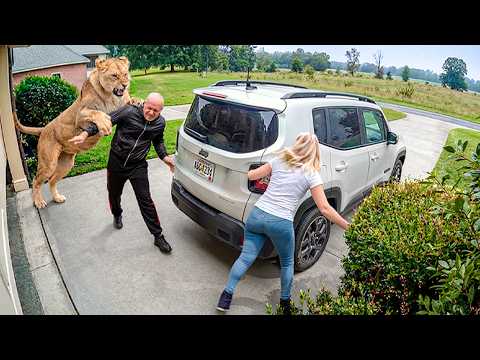 Wild Animals Invading Cities Caught on Camera!