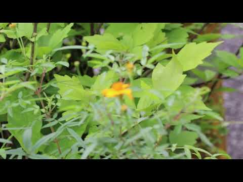 園芸 レモンマリーゴールド、低木マリーゴールド