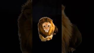 Download lagu kota kota tigers ya Kuch aur 😝😝😝😝😝😝😝🐯🐯🐯🐯🐯 mp3 Download lagu kota kota tigers ya Kuch aur 😝😝😝😝😝😝😝🐯🐯🐯🐯🐯 mp3
