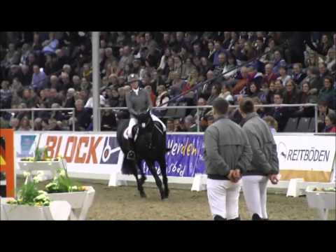 Viscount auf der Hengstvorführung in Verden 2016