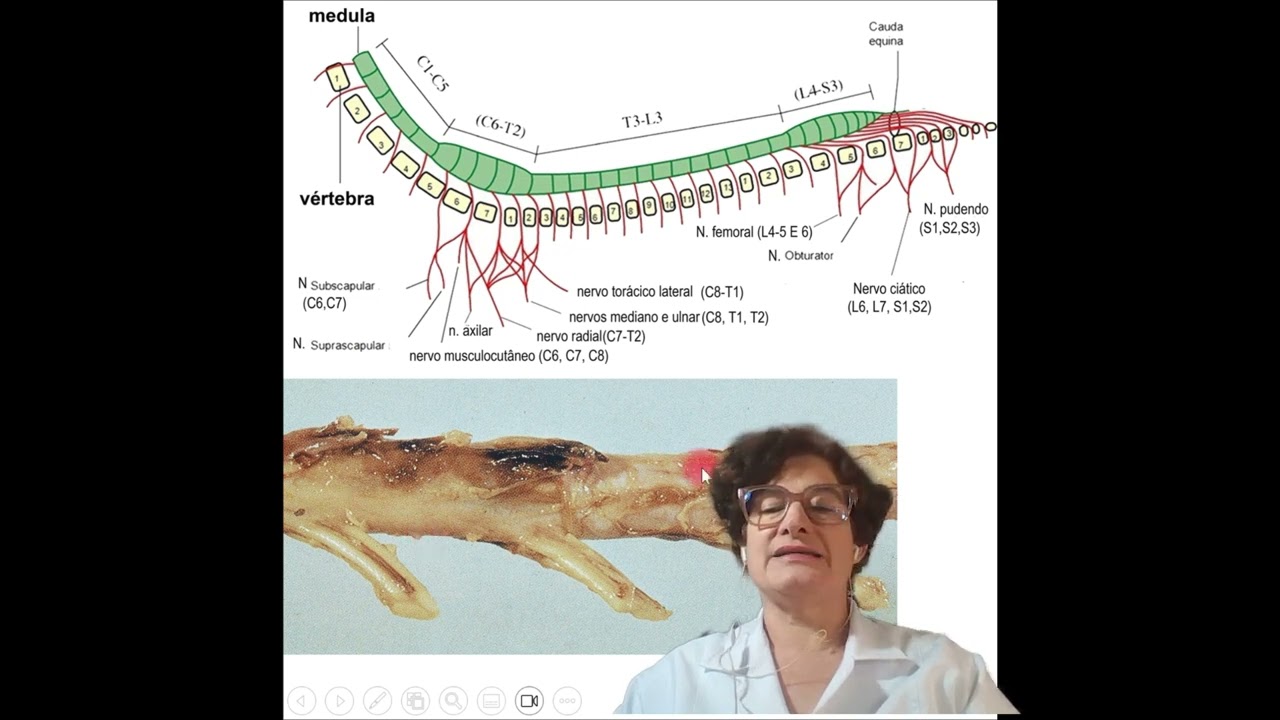 resposta questão sobre hemiparesia direita em cão