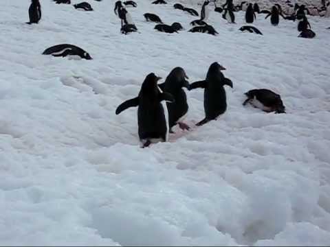 Cuverville Penguins Walking