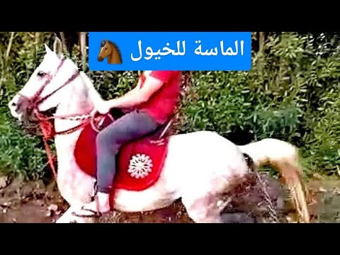 , title : 'فرسة اخر خشانه فيها لعب عالي (عشار 3 أشهر)'