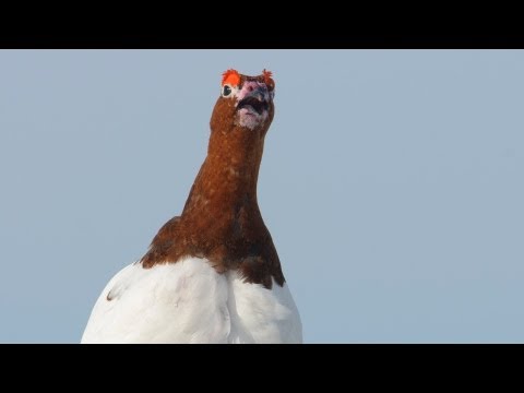 Lagopus lagopus voices