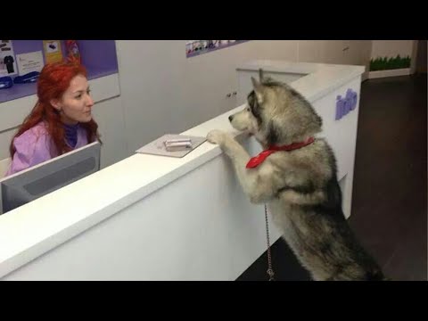 Même les chiens connaissent le "mercredi du bien-être" 🤣 réaction amusante d'un chien chez le vétérinaire