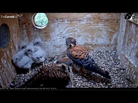 Cornell American Kestrels ~ Daddy's Home! Male Visits 3 Times & Brings A Caterpillar! 5.27.21