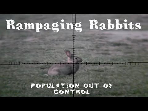 Rabbit Hunt — Population Control