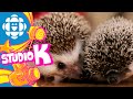 Studio K Safari: Hedgehog | CBC Kids