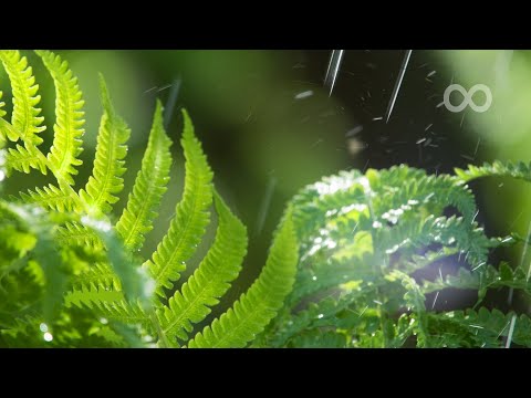 12 Hours of Relaxing Music - Sleep Music with Rain Sound, Piano Music for Stress Relief (Joel)