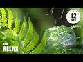 12 Hours Of Relaxing Music Sleep Music With Rain Sound Piano Music For Stress Relief Joel