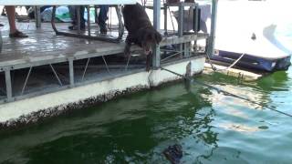 preview picture of video 'Labrador Retriever goes wild on Lake Travis'