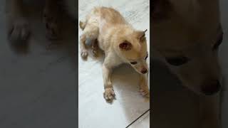 Video preview image #1 Chihuahua Puppy For Sale in Benton, LA, USA