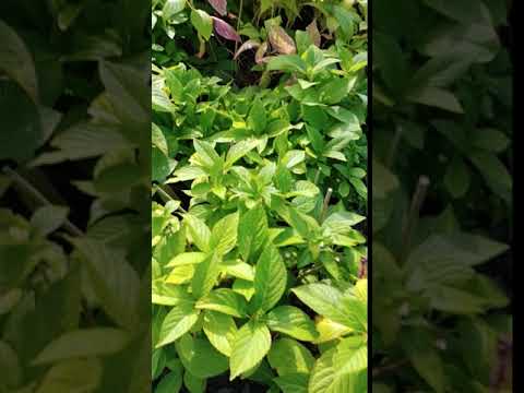 download lagu mp3 mp4 Dooley Hydrangea Macrophylla, download lagu Dooley Hydrangea Macrophylla gratis, unduh video klip Dooley Hydrangea Macrophylla