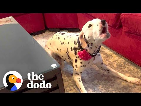 Dalmatian Who Was Terrified Of Men Gets Adopted By One | The Dodo